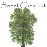 Sweet Chestnut Tree