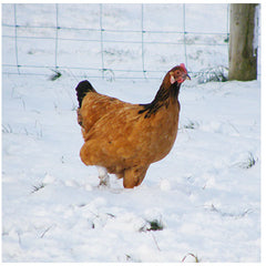 Vorwerk Hen in the Snow