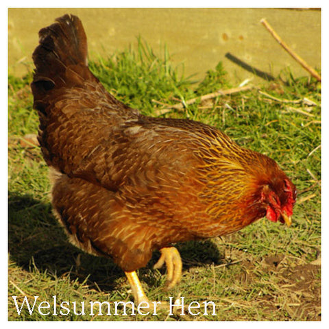 Welsummer Hen