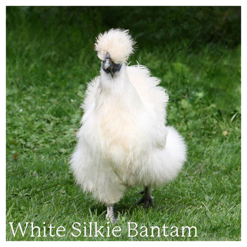 White Silkie Bantam