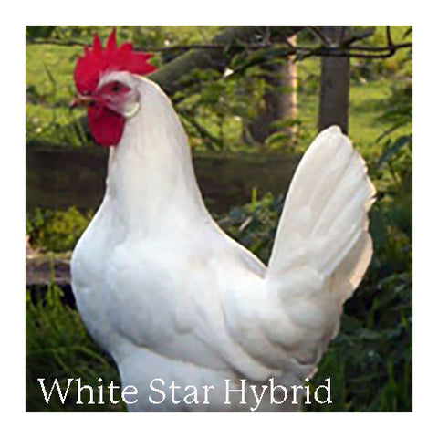 White Star Hybrid Hen