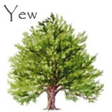 Yew Tree