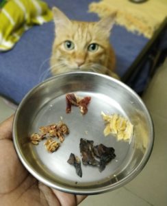 4. Do Cats need meat?
