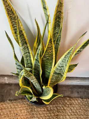 Sansevieria Laurentii - Rooted Croft