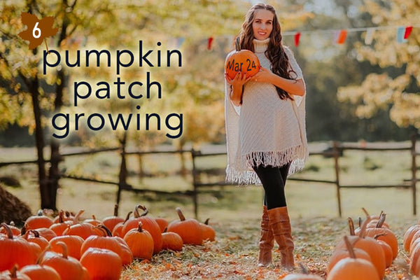 pumpkin patch growing baby reveal halloween