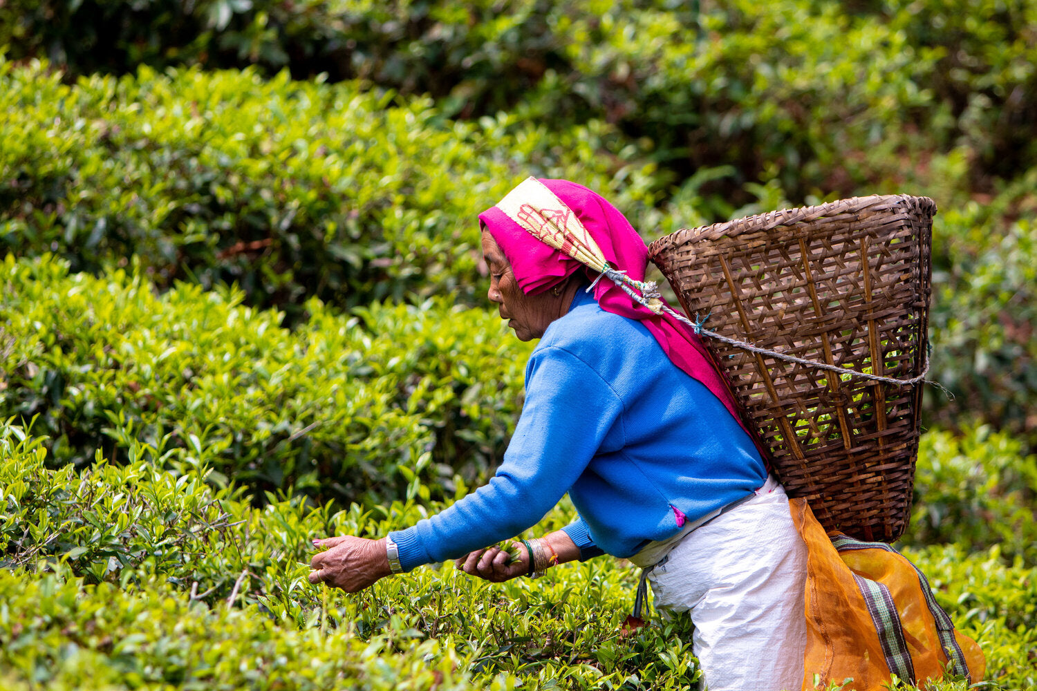 Nepal-Tea-Farmers-Plucking-Tea-leaves