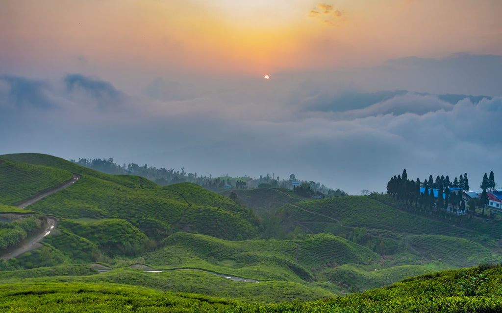Nepal-Tea-Garden-Ilam-Darjeeling