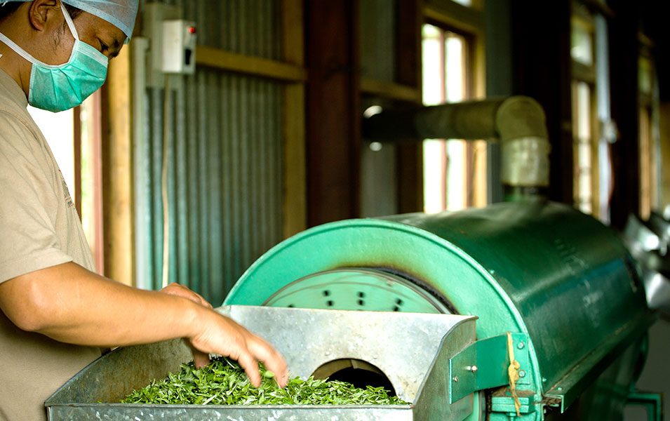 Organi-Loose-Leaf-Nepal-Tea-Grading-Production