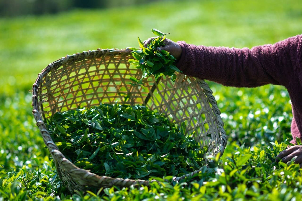 Nepal-Tea-Premium-Loose-Leaf-Tea
