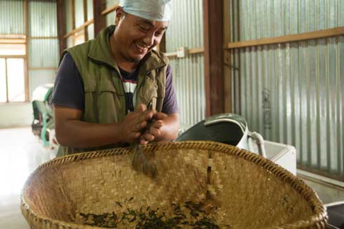 Tea leaves hand rolled