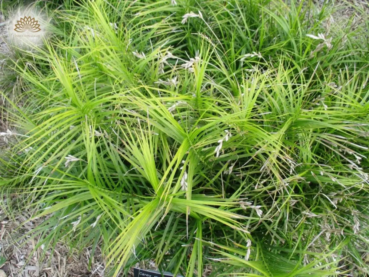 Sedge in the natural dry woodland