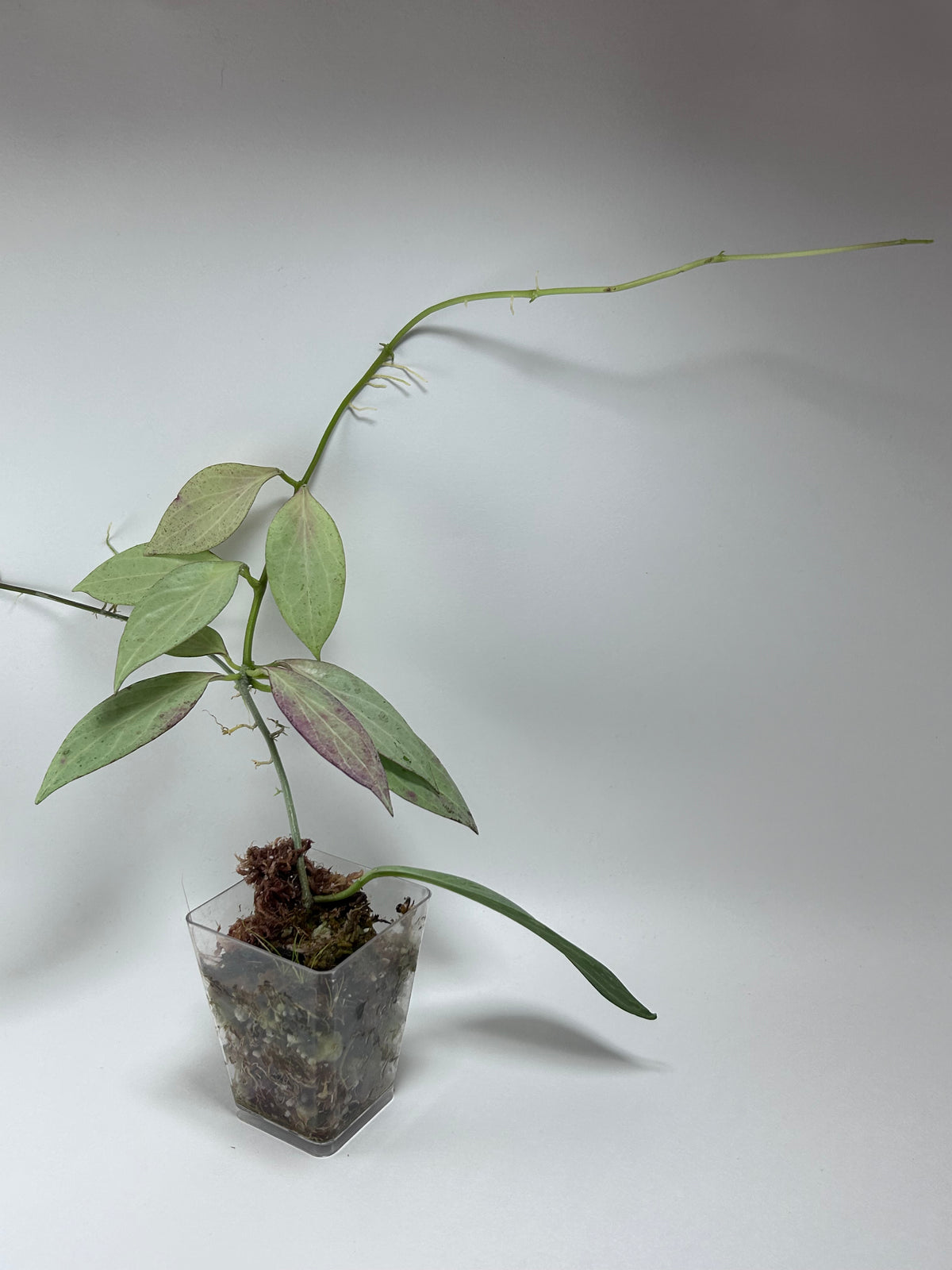 ホヤ ニューギニアゴースト Hoya 着生植物 熱帯植物-