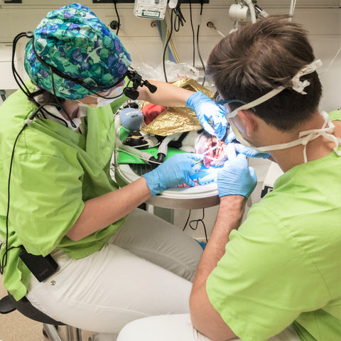 Zwei Operateure arbeiten am Dentalbehandlungstisch. Durch die Rundung vorn ist das Arbeiten zu zweit sehr angenehm.