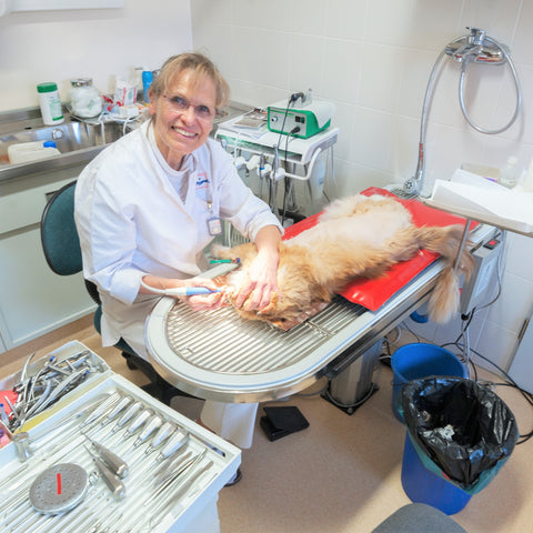 Der Zahntisch in Kombination mit der Dormosafe Wärmematte für Tiere. Hier kommt die Wärmematte während der Zahnoperation zum Einsatz.