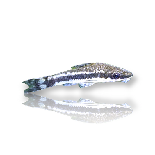 Beckfordi Pencil Fish (Nannostomus Beckfordi var. Red) Live Nano