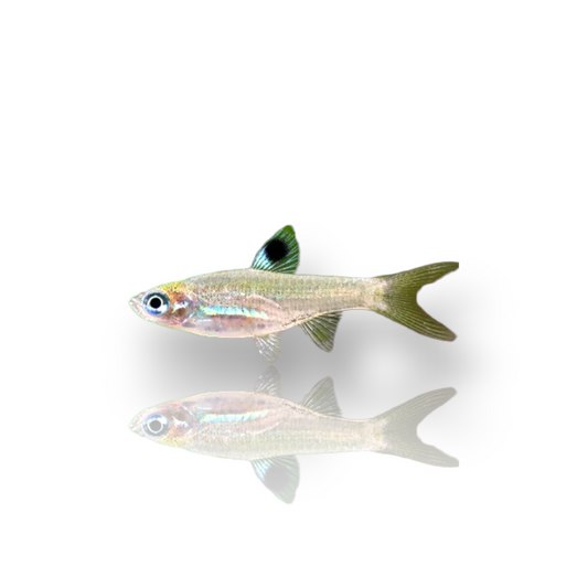 Platinum Green Neon Fish Paracheirodon Simulans Rare Variant Beautiful  Small — Stock Photo © nagatsuki.hikaru@gmail.com #264939250
