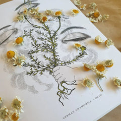 Chamomile illustration from the Physick Garden