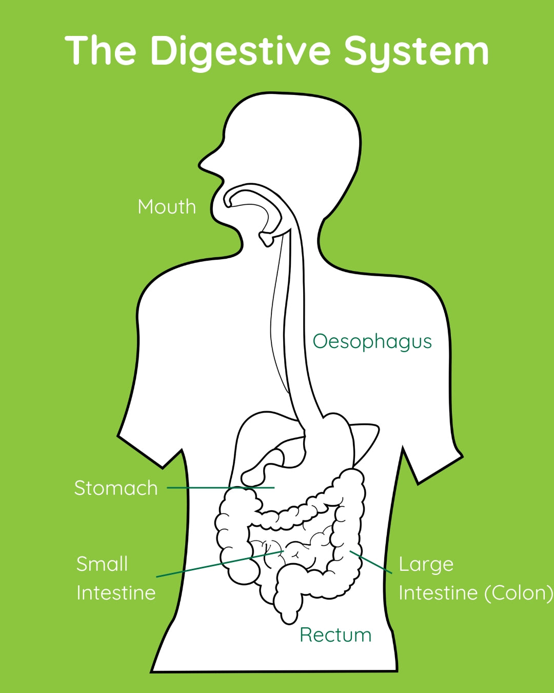 The Digestive System, Wassen