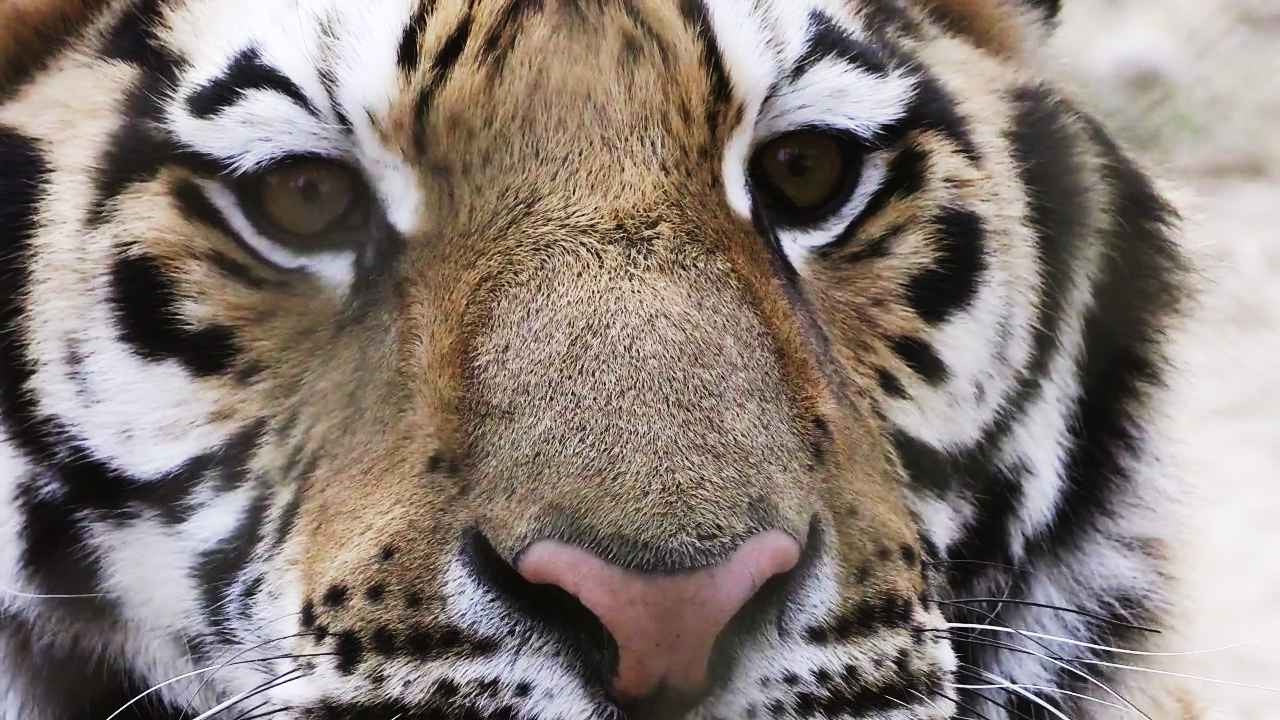 tiger