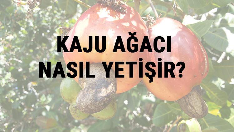 Kaju Ağacı Nasıl Yetişir?