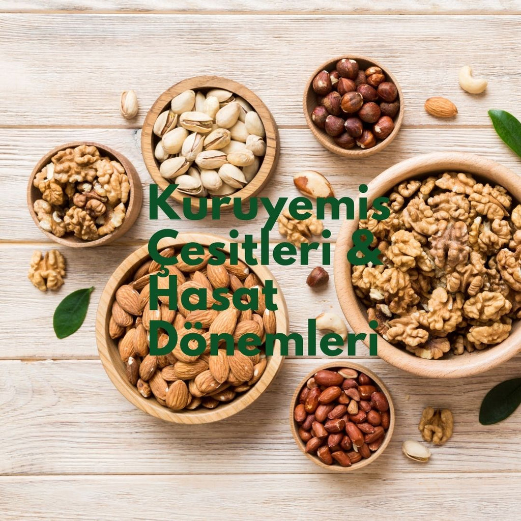 Kuruyemiş Çeşitleri ve Hasat Dönemleri