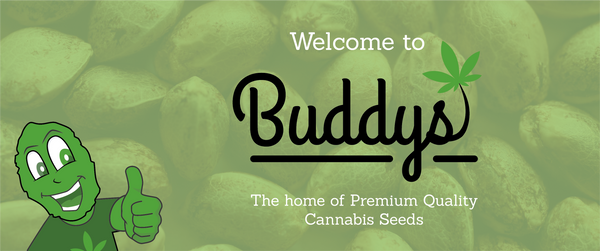 Buddy's Seeds