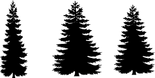 pine-trees.png