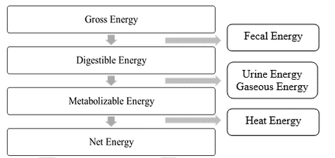 Flow of Feed Energy for Horses