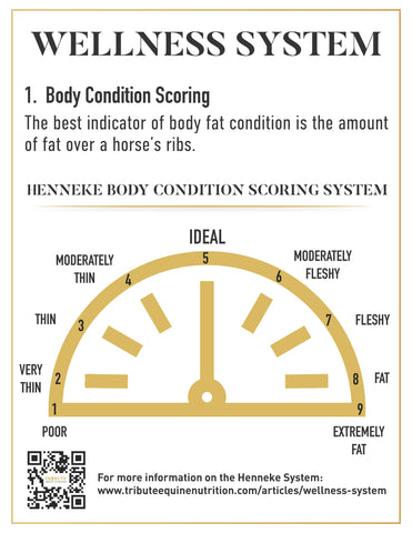 body condition scoring horses, henneke system
