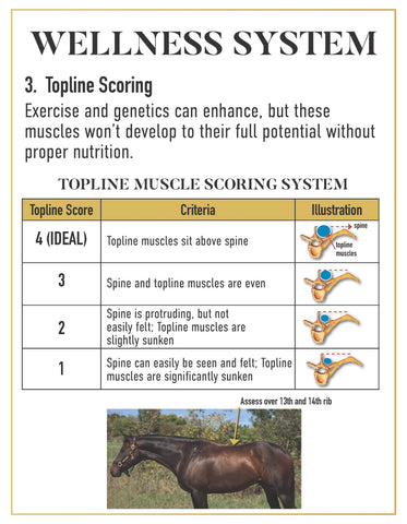 tribute wellness system for horses, topline scoring