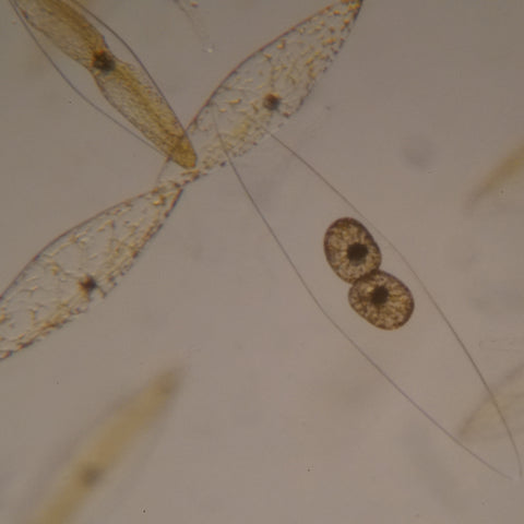 phytoplankton mitosis binucleated cells