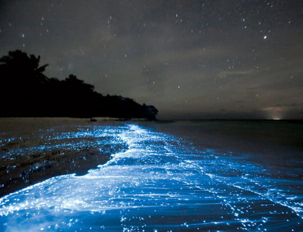 Marine and Terrestrial Bioluminescence in Nature