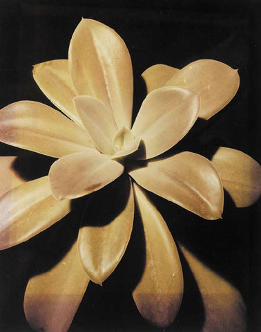 Carbon printing image source:https://davidarnoldphotographyplus.com/2022/05/08/lumen-prints-wildflowers/