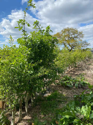 WhiptecBio Tree Guards After