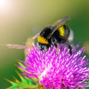 Beepol Live Bumblebee Colony - available from Amenity.co.uk