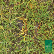 Anthracnose controlled by  Heritage Maxx