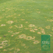 Fusarium Patch controlled by Heritage Maxx