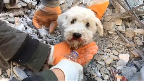 rescate animales turquia