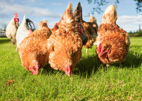 Chickens can offer excellent pest control