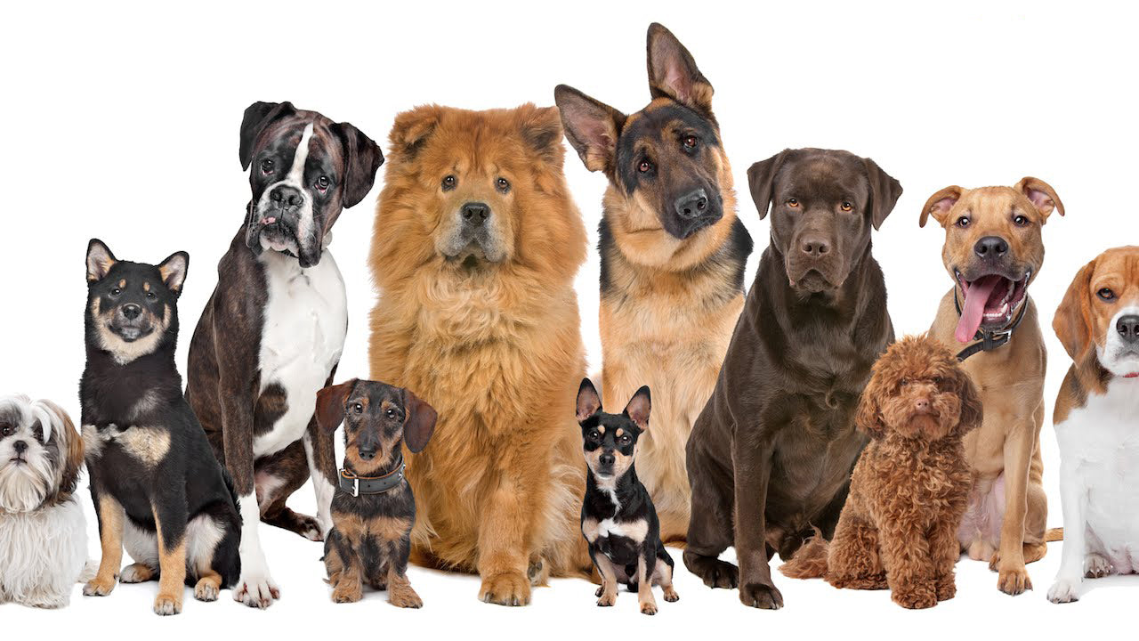 which dog breeds are the nicest