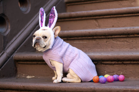 Mickey Walker is a Frenchie living in NYC Check out his Easter Bunny look - Follow his Dog adventures @mickeywalker_nyc 