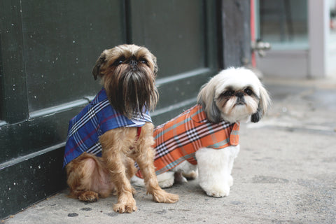 Canine Styles Dog Plaid Rain coats
