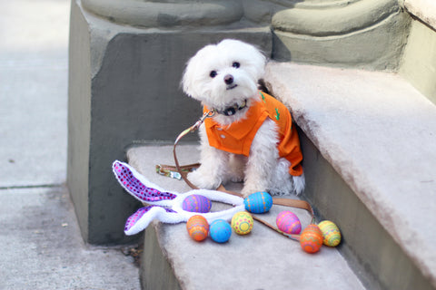 Mochi is a Maltipoo living in NYC Check out her Easter Bunny look - Follow her adventures @Mochiandtheciity