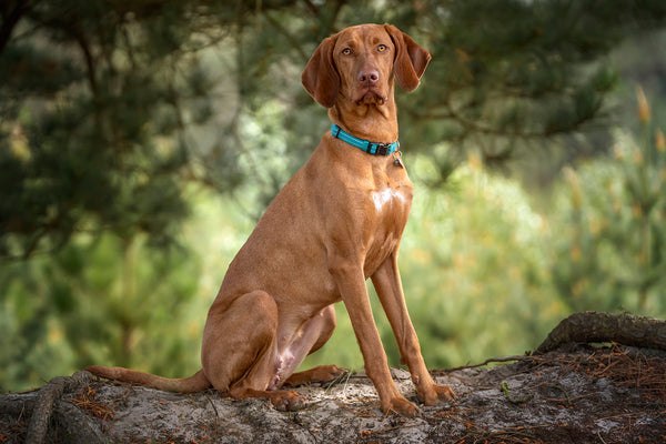 Vizsla