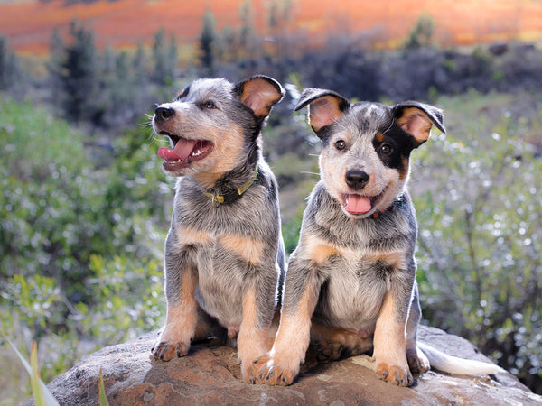 Australian Cattle Dog