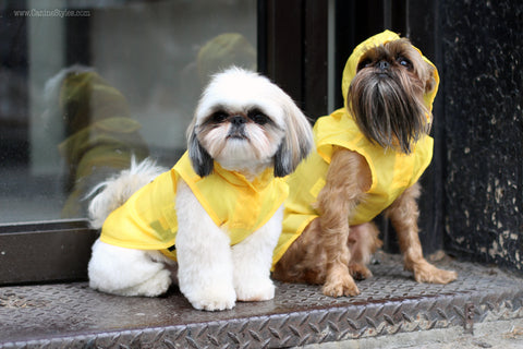 Yellow Dog Rain Slicker