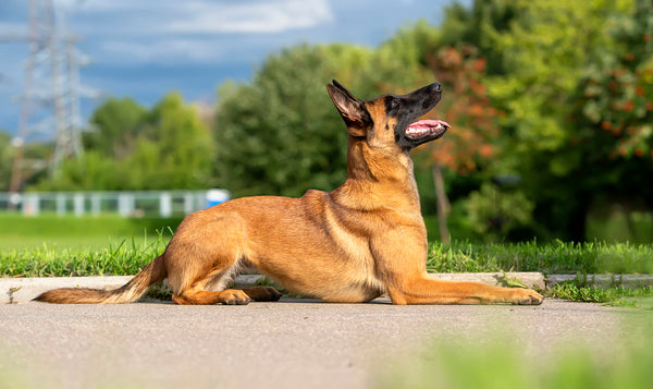 Belgian Malinois