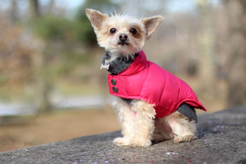 Canine Styles Dog Cashmere sweater and Puffer coat