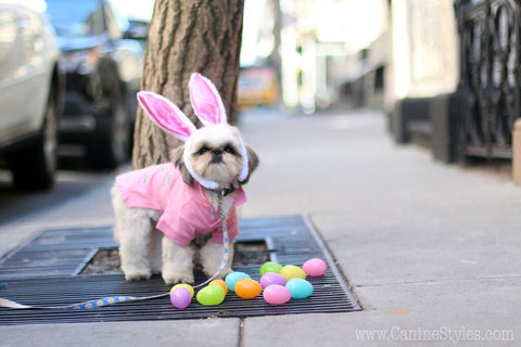 Marshall is a Shih Tzu living in New York City Check out his Easter Bunny  look - Follow his Dog adventures on Instagram @MarshmallowPup09