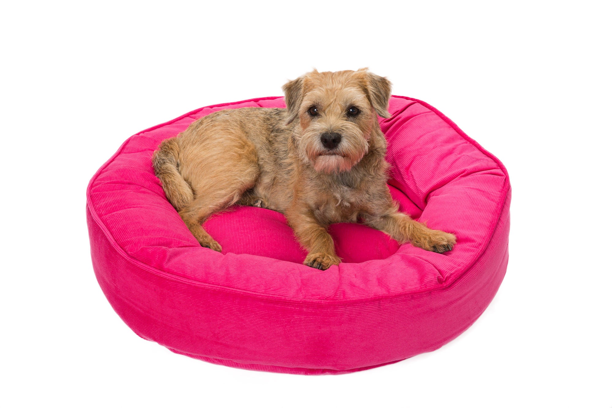 purple dog bed